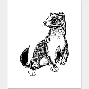 Drawing of a stoat Posters and Art